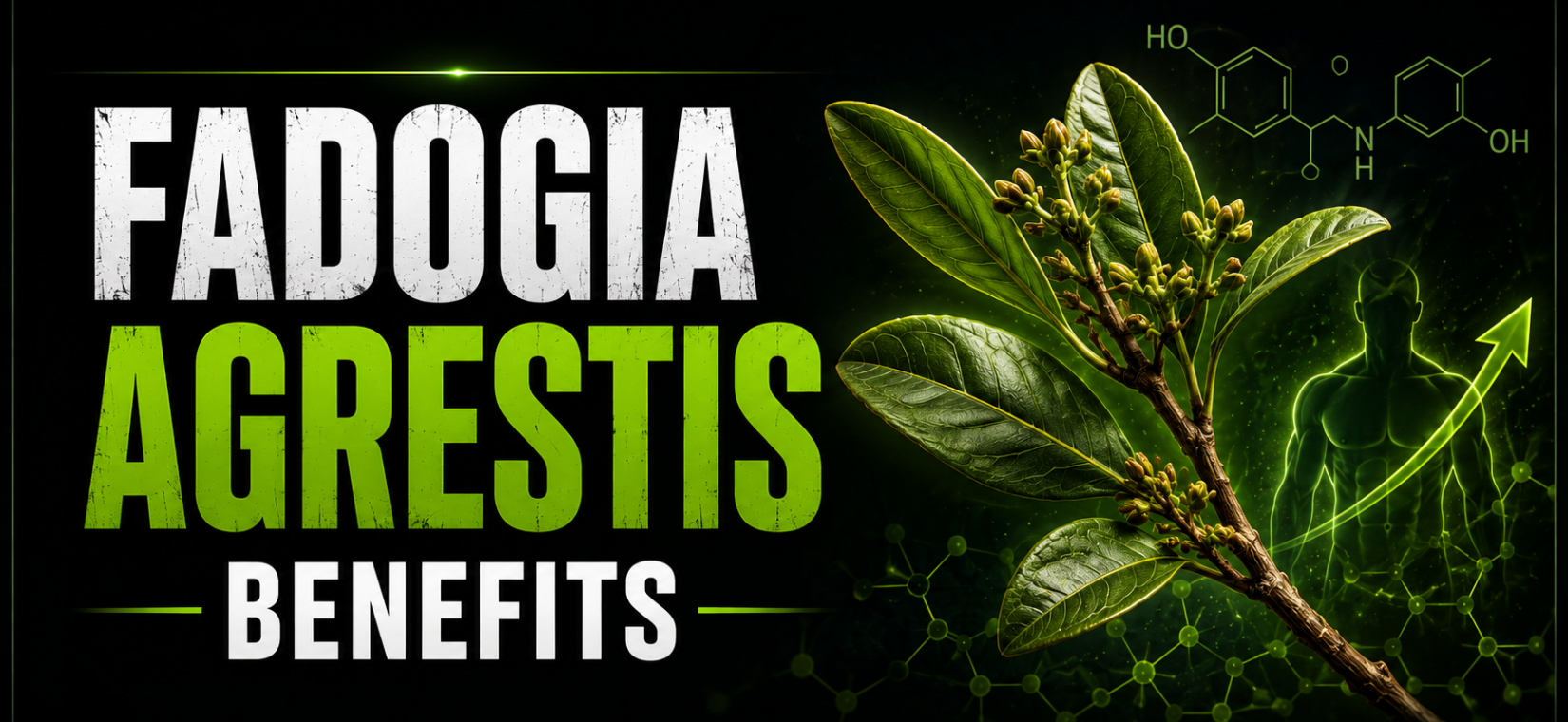 Fadogia Agrestis Benefits